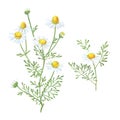 Chamomile drawing on a white background. Hand drawn illustration Royalty Free Stock Photo