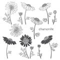 Chamomile, elements for design on a white background. V