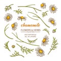 Chamomile elements vector set