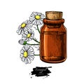 Chamomile essential oil bottle and bunch of flowers hand drawn v Royalty Free Stock Photo