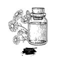 Chamomile essential oil bottle and bunch of flowers hand drawn vector illustration. Isolated drawing for Aromatherapy Royalty Free Stock Photo