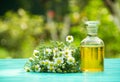 Chamomile essential oil in a glass bottle. A bunch of chamomile. Spa concept.