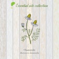 Chamomile, essential oil label Royalty Free Stock Photo