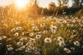 Chamomile field on the background of sunset. Generative A.