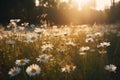 Chamomile field on the background of sunset. Generative A