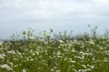Chamomile field, background. White small flowers bloom in the summer Royalty Free Stock Photo