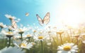 Chamomile field with daisies and butterfly. Nature blurred background. selective focus