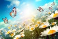 Chamomile field with daisies and butterfly. Nature blurred background.