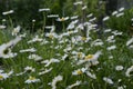 Chamomile field. Daisy white, a large garden with a yellow center Royalty Free Stock Photo