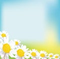 Chamomile field flower bouquet greeting card