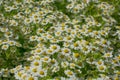 Chamomile field flowers border. Beautiful nature scene Royalty Free Stock Photo