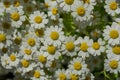 Chamomile field flowers border. Beautiful nature scene Royalty Free Stock Photo