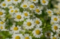 Chamomile field flowers border. Beautiful nature scene Royalty Free Stock Photo