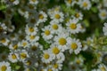 Chamomile field flowers border. Beautiful nature scene Royalty Free Stock Photo