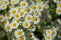 Chamomile field flowers border. Beautiful nature scene Royalty Free Stock Photo