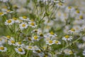 Chamomile field flowers border. Beautiful nature scene Royalty Free Stock Photo