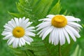 Chamomile field flowers border. Beautiful nature scene with blooming medical chamomilles in sun flare Royalty Free Stock Photo