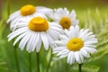 Chamomile field flowers border. Beautiful nature scene with blooming medical chamomilles in sun flare