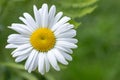 Chamomile field flowers border. Beautiful nature scene with blooming medical chamomilles in sun flare Royalty Free Stock Photo