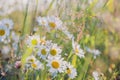 Chamomile field flowers border. Beautiful nature scene with blooming medical chamomilles in sun flare. Alternative Royalty Free Stock Photo