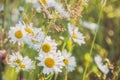 Chamomile field flowers border. Beautiful nature scene with blooming medical chamomilles in sun flare. Alternative Royalty Free Stock Photo