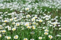 Chamomile field flowers border. Beautiful nature scene with blooming medical chamomilles in sun flare. Alternative Royalty Free Stock Photo