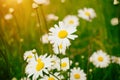 Chamomile field flowers border. Beautiful nature scene with blooming medical chamomilles in sun flare. Royalty Free Stock Photo