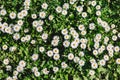 Chamomile field flowers or daisies flowers blooming in sunlight background. Summer flowers, top view, pattern