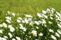 Chamomile field flowers. Summer flowers. Beautiful meadow. Summer background. Royalty Free Stock Photo
