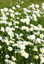 Chamomile field flowers. Summer flowers. Beautiful meadow. Summer background. Royalty Free Stock Photo