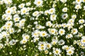 Chamomile field flowers. Summer flowers. Beautiful meadow. Summer background. Royalty Free Stock Photo