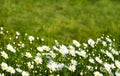 Chamomile field flowers. Summer flowers. Beautiful meadow. Summer background. Royalty Free Stock Photo