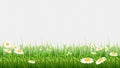 Chamomile field. Green grass, flowers and herbs border. Natural park or meadow isolated on transparent background