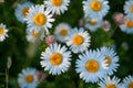 Chamomile field lots of daisies in the morning sun