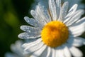 Chamomile field lots of daisies in the morning sun