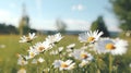 Chamomile field, spring background