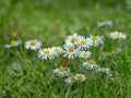 Chamomile in field. Royalty Free Stock Photo