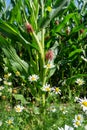 Chamomile on a field in the summer Royalty Free Stock Photo