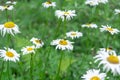 Chamomile in the field in summer. Yellow and white daisy flowers close-up on a sunny day. Wildflowers in the nature. Royalty Free Stock Photo