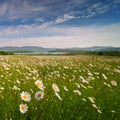 Chamomile field Royalty Free Stock Photo