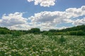 Chamomile field under blue sky. Royalty Free Stock Photo