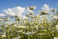 Chamomile in the field. White daisies in the meadow. Flowers in the spring. Royalty Free Stock Photo