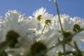 Chamomile in the field. White daisies in the meadow. Flowers in the spring. Royalty Free Stock Photo