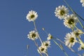 Chamomile in the field. White daisies in the meadow. Flowers in the spring. Royalty Free Stock Photo