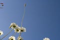 Chamomile in the field. White daisies in the meadow. Flowers in the spring. Royalty Free Stock Photo