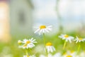 Chamomile Floral background. Summer Daisies. Blooming chamomile, medical, medicinal. Alternative medicine.