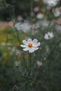Chamomile floral blooming flower in garden bed natural vertical photography in moody unsaturated color style