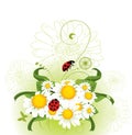 Chamomile Floral design