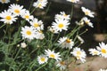 Chamomile flower. Chamomile under the sun. Royalty Free Stock Photo