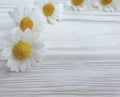 Chamomile flower beautiful minimalism anniversary decorative wooden background decoration